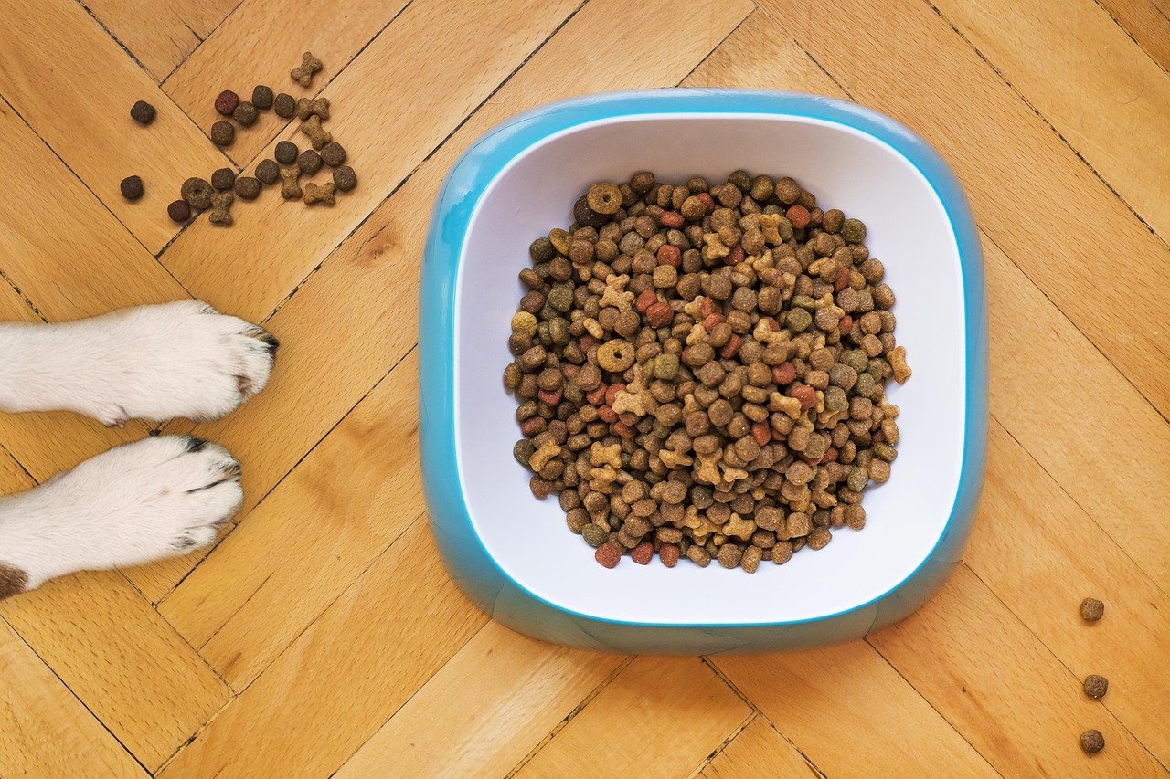 Brasil começará a exportar ração e petiscos para pets mexicanos
