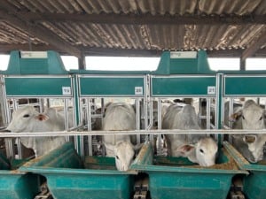 Bois confinados se alimentando em cocho; imagem representa sistemas de produção pecuária com foco em eficiência alimentar