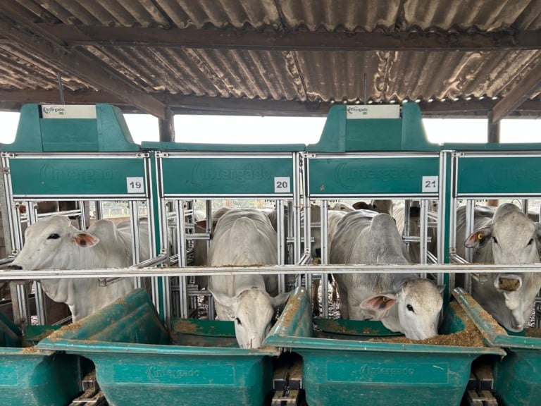Bois confinados se alimentando em cocho; imagem representa sistemas de produção pecuária com foco em eficiência alimentar