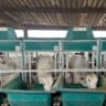 Bois confinados se alimentando em cocho; imagem representa sistemas de produção pecuária com foco em eficiência alimentar