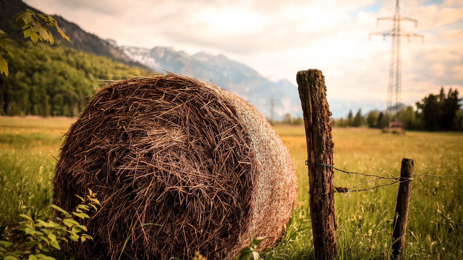 Feno com braquiária e panicum? Dá certo e pode turbinar sua fazenda!