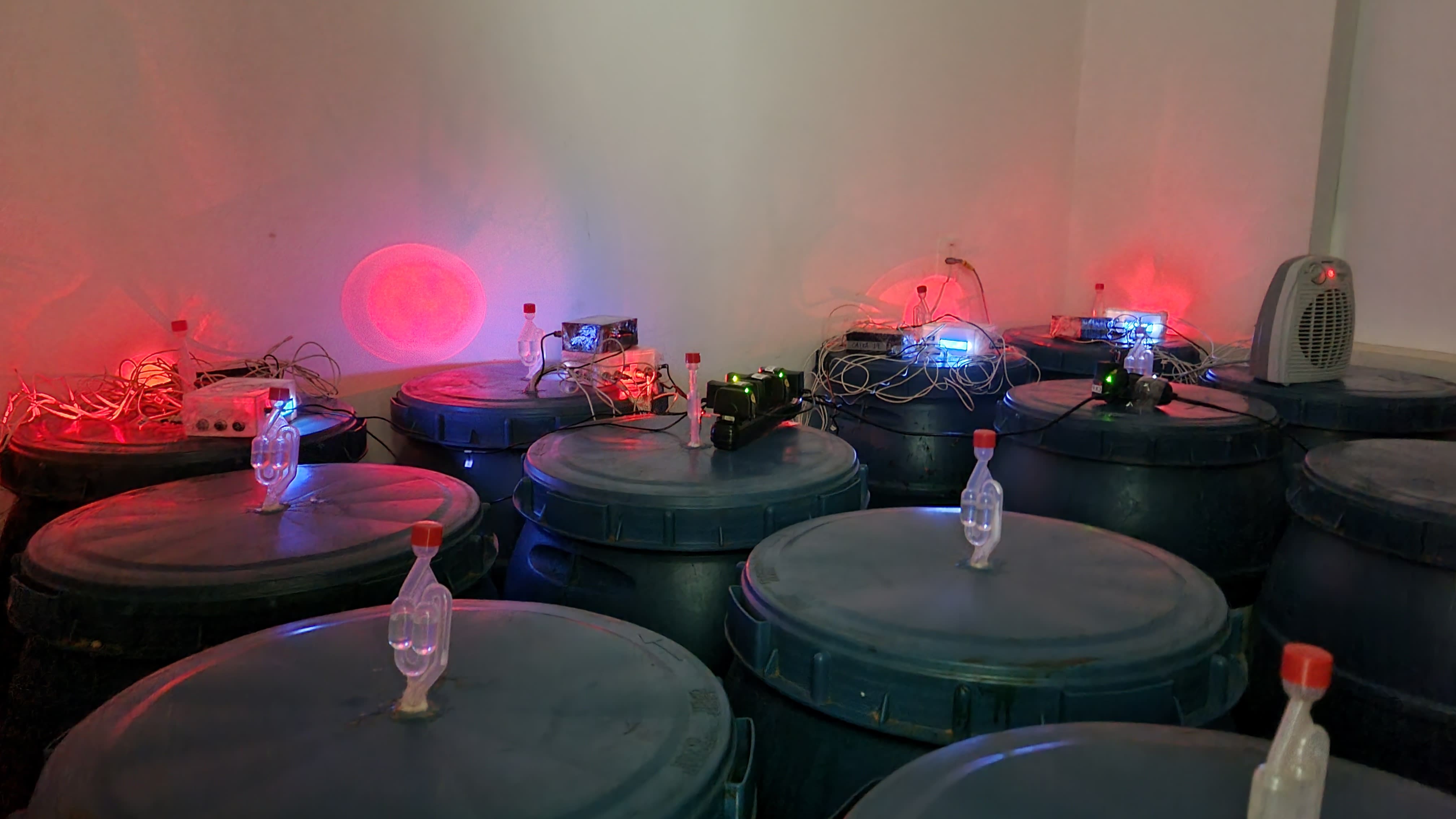 Método de fermentação transforma grãos imaturos em café especial