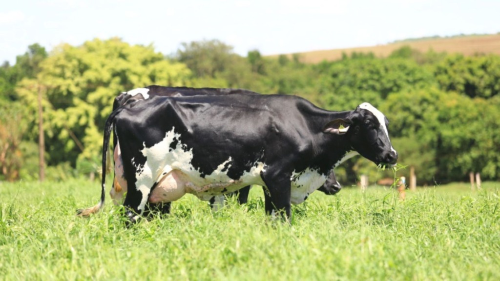 Girolando no Nordeste: raça garante mais leite mesmo no semiárido?