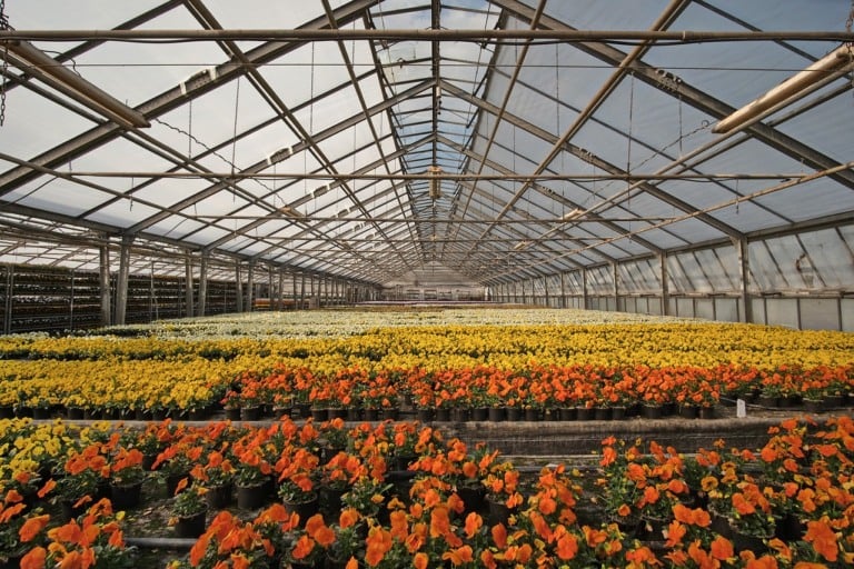 estufa de flores