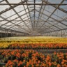 estufa de flores
