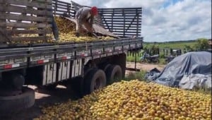 Produtores da Sealba acumulam prejuízos com laranjas apodrecendo, Bahia, Sergipe
