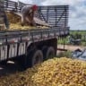 Produtores da Sealba acumulam prejuízos com laranjas apodrecendo, Bahia, Sergipe