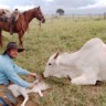 Manejo de bezerros: o segredo da Agropecuária Maragogipe para alta produção
