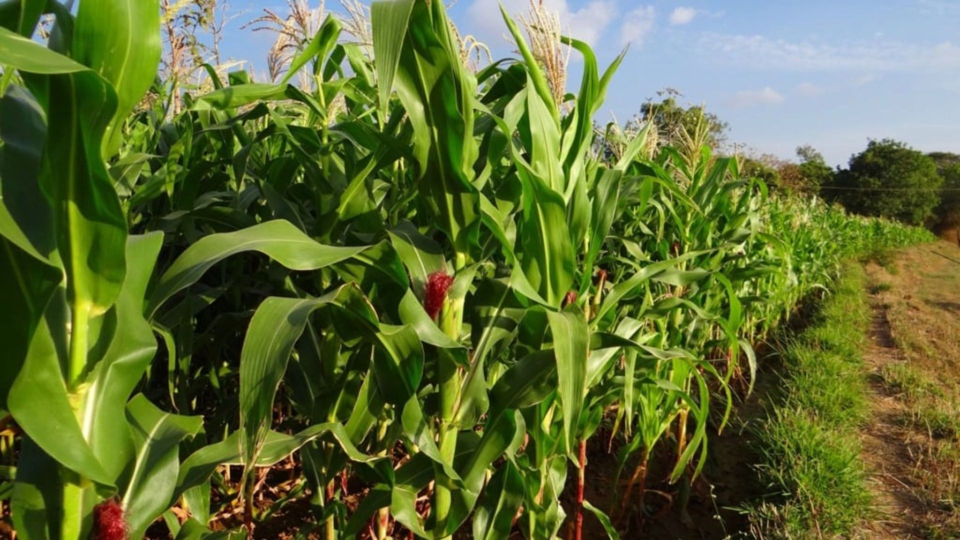 Lavoura de milho. Foto: Canva