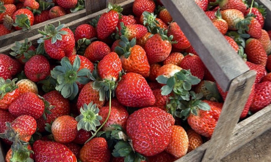 morangos em cestos morangos em cestos