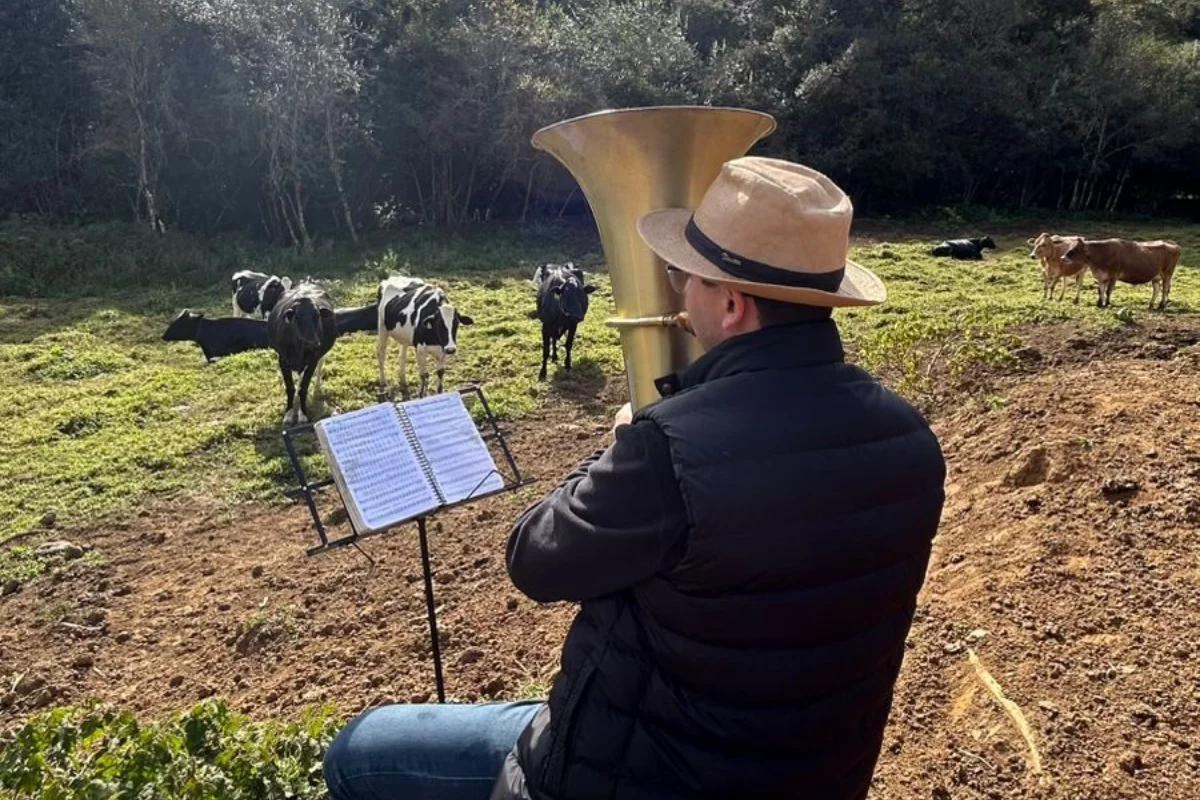 Música para vacas? Técnica melhora bem-estar e produção no campo