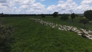 Pasto ideal no Pantanal: as forrageiras que vencem cheias e secas