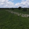 Pasto ideal no Pantanal: as forrageiras que vencem cheias e secas
