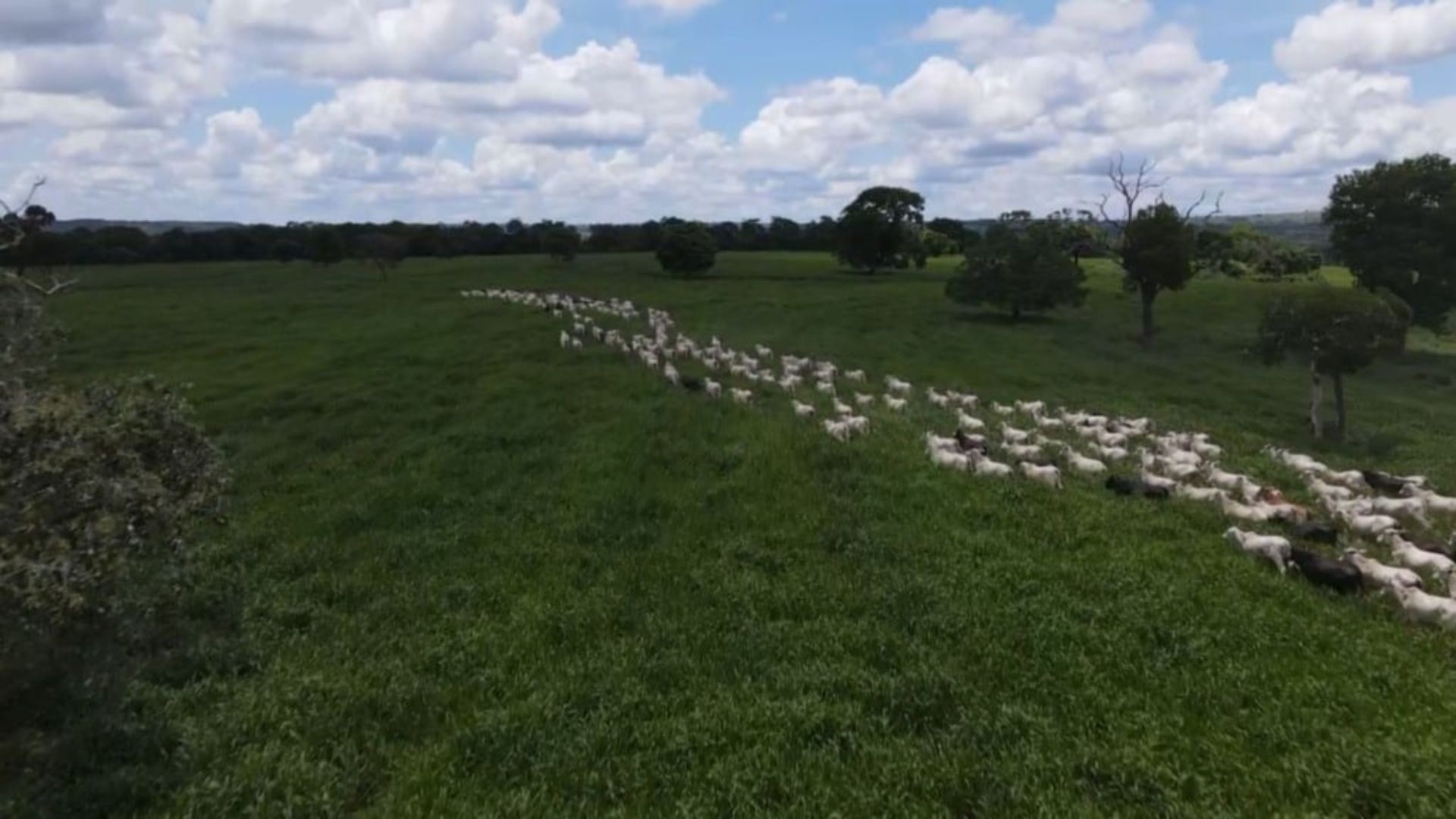Pasto ideal no Pantanal: as forrageiras que vencem cheias e secas