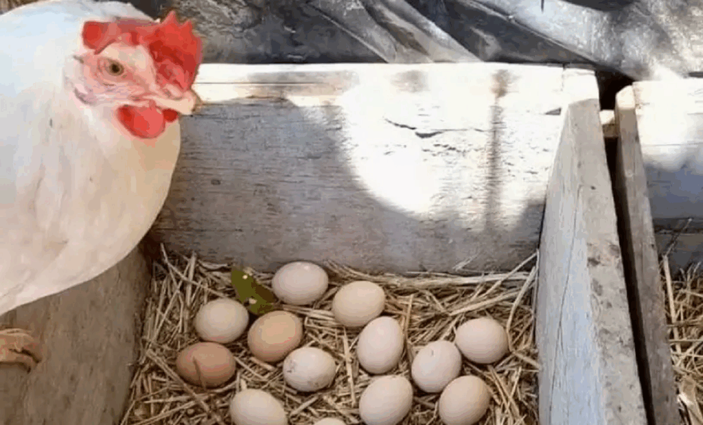 Galinha sobre uma caixa de ovos