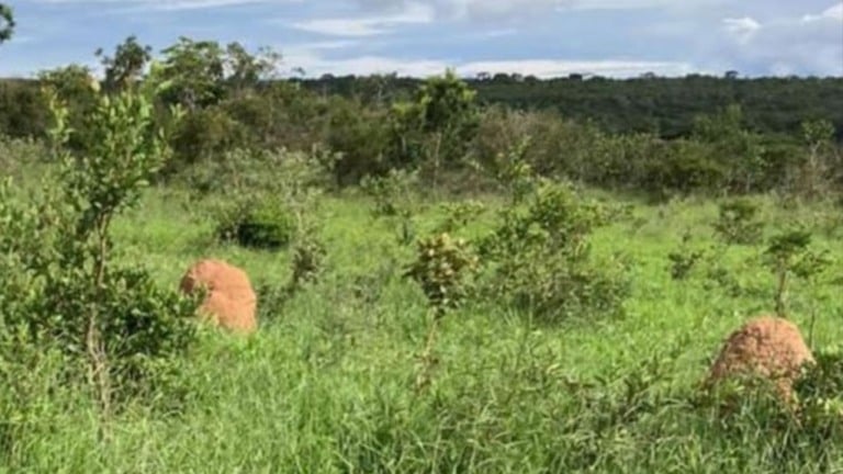 Recuperação de pastagens: a chave da pecuária brasileira para liderar a agenda climática Recuperação de pastagens: a chave da pecuária brasileira para liderar a agenda climática