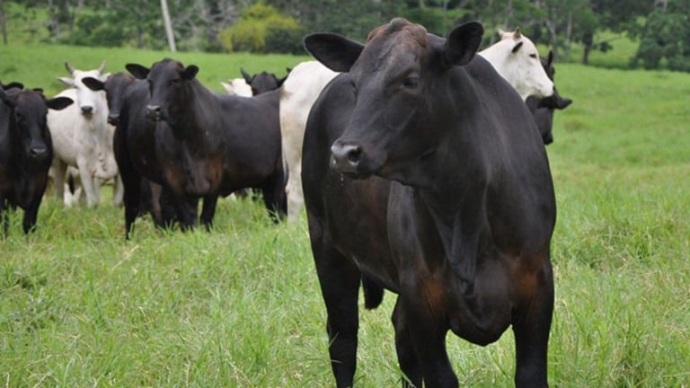 Lote de bovinos em área de pastagem. Foto: Carlos Mauricio/Embrapa Acre