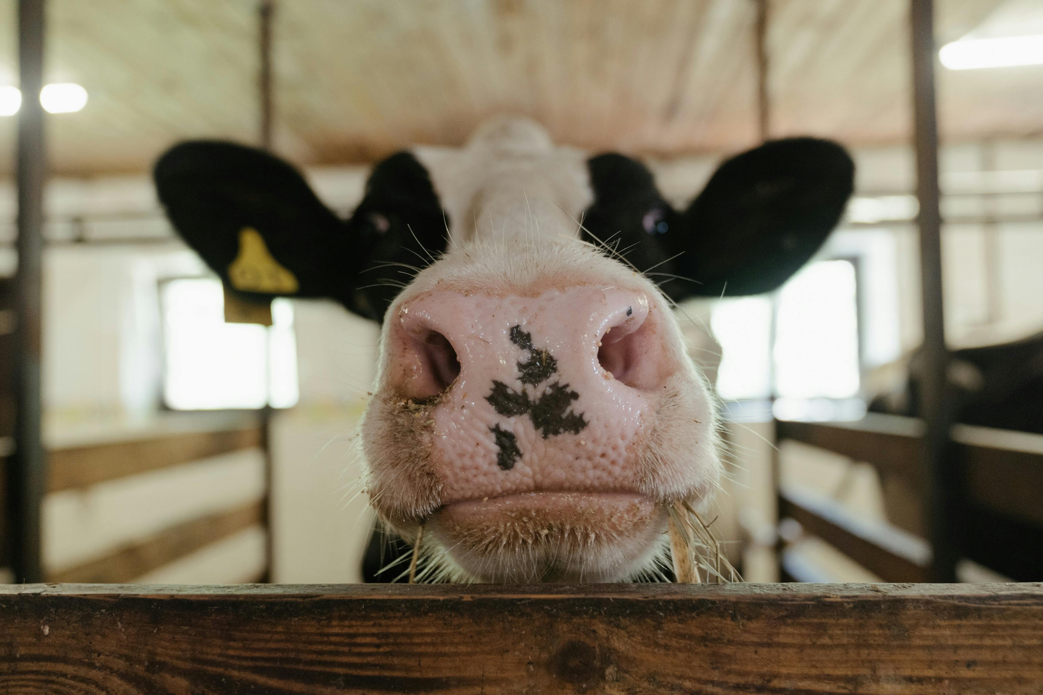Focinho como digital: biometria bovina garante rastreio desde o nascimento