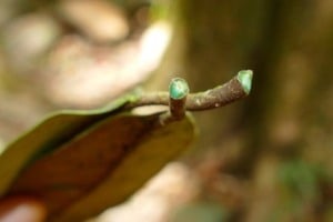 Planta hiperacumuladora de metais