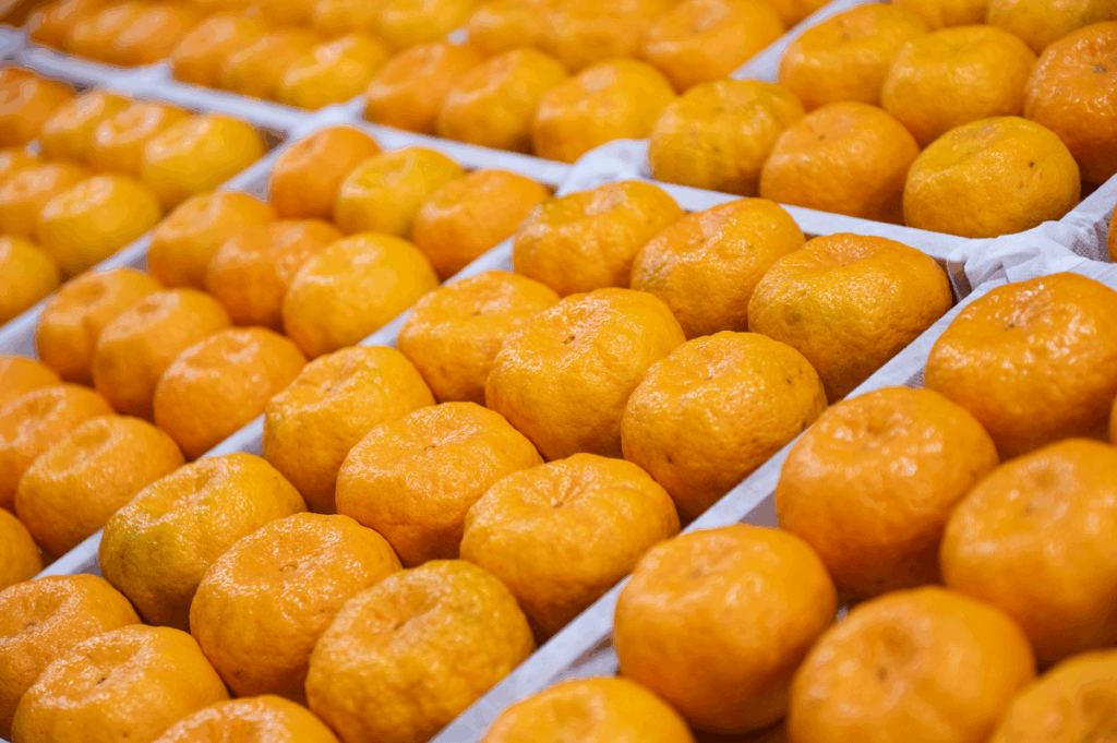 Na imagem, é possível ver várias tangerinas ponkan