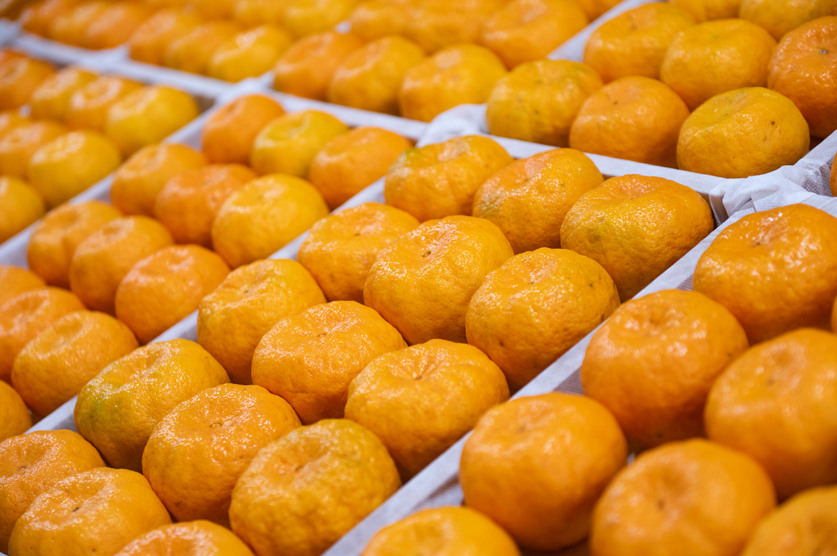 Na imagem, é possível ver várias tangerinas ponkan