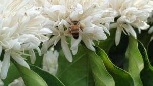 Abelha coletando pólen em flores de café canephora