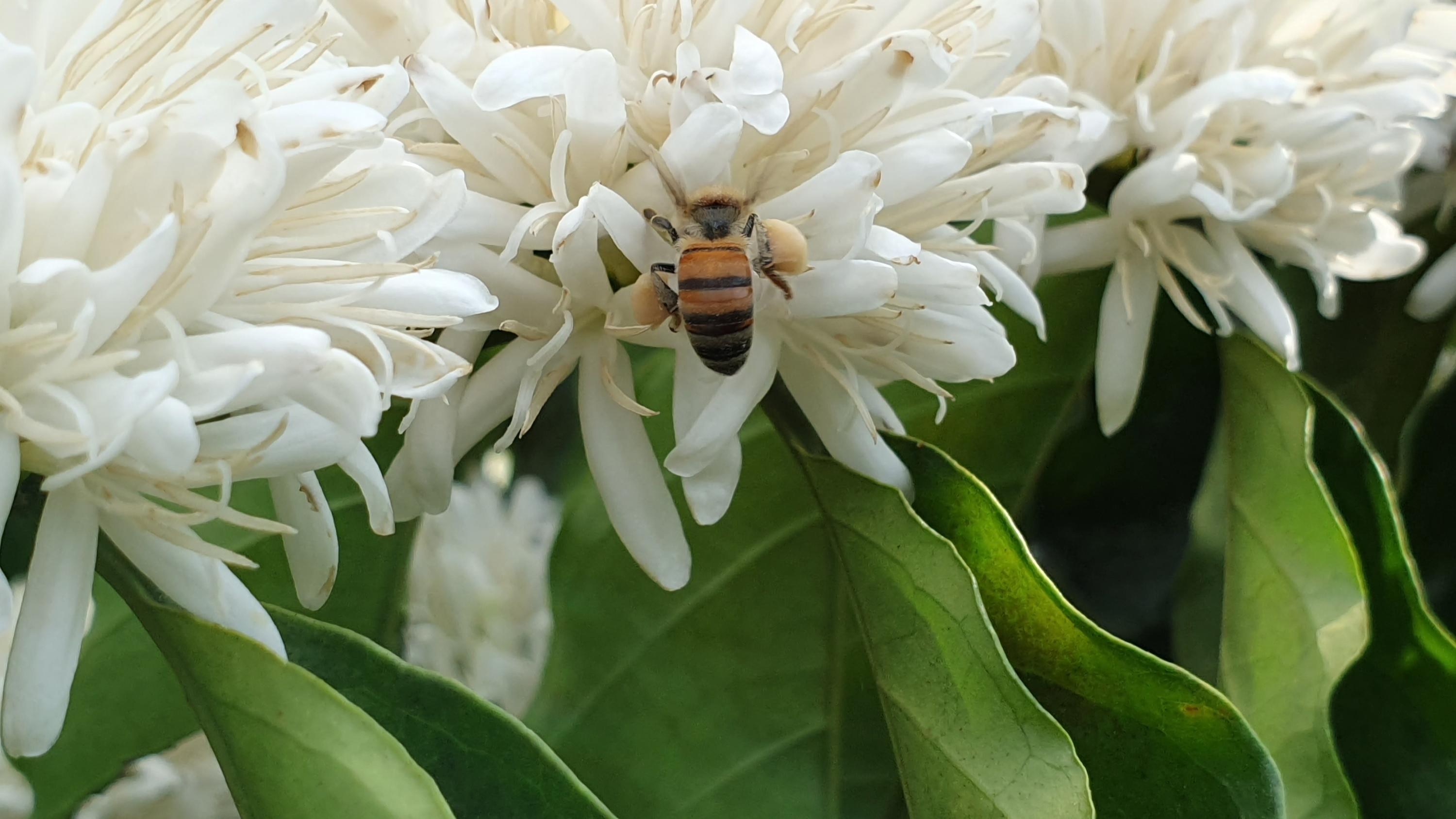 Abelha coletando pólen em flores de café canephora