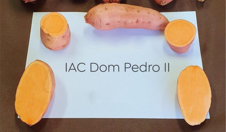 polpa da batata-doce IAC Dom Pedro II polpa da batata-doce IAC Dom Pedro II