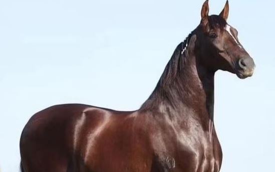 Cavalo de R$ 12 milhões morre em haras por suspeita de ração intoxicada