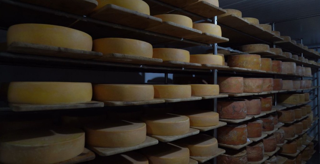 Prateleiras de queijos em processo de maturação Prateleiras de queijos em processo de maturação