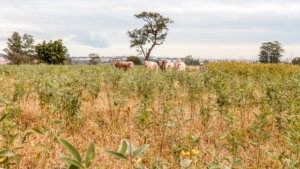 As dicas para um pasto de qualidade na transição da seca para as águas