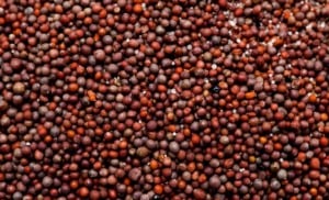 sementes de canola Brasil África do Sul