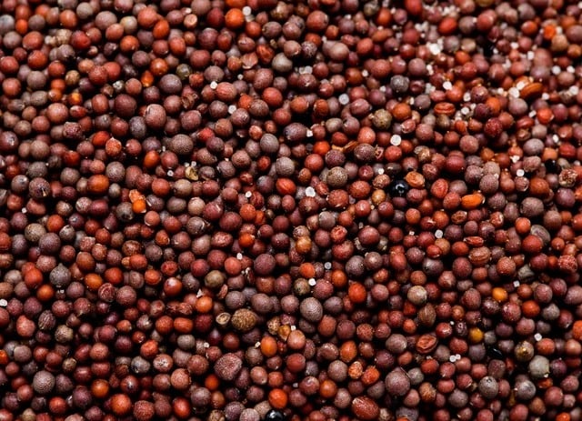 sementes de canola Brasil África do Sul