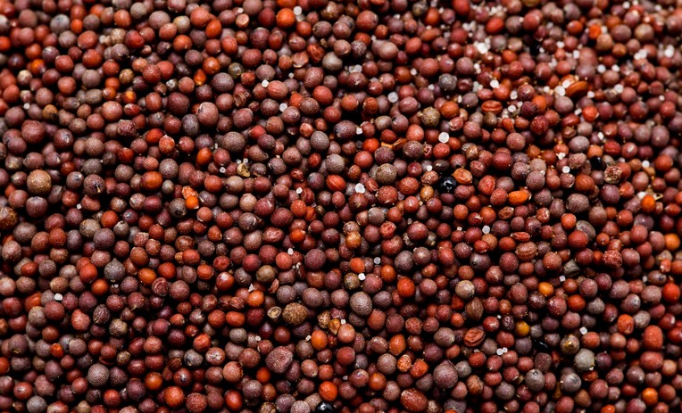 Brasil começará a exportar sementes de canola à África do Sul