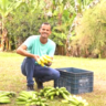 Homem agachado em meio ao sítio com cachos de bananas à frente e uma caixa ao lado