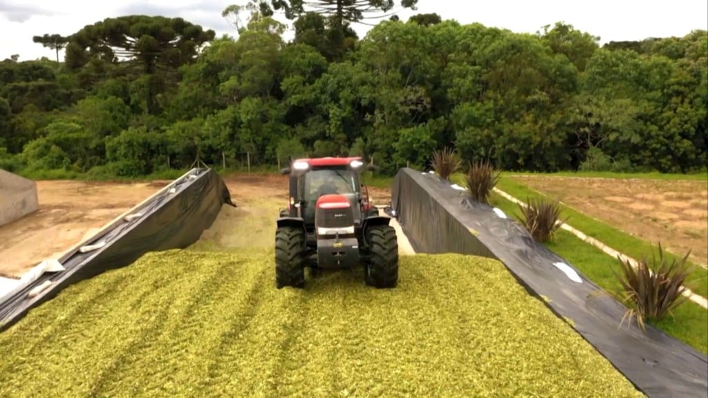 Compatação de silagem para o gado, um dos importantes volumosos para a alimentação do gado. Foto: Reprodução
