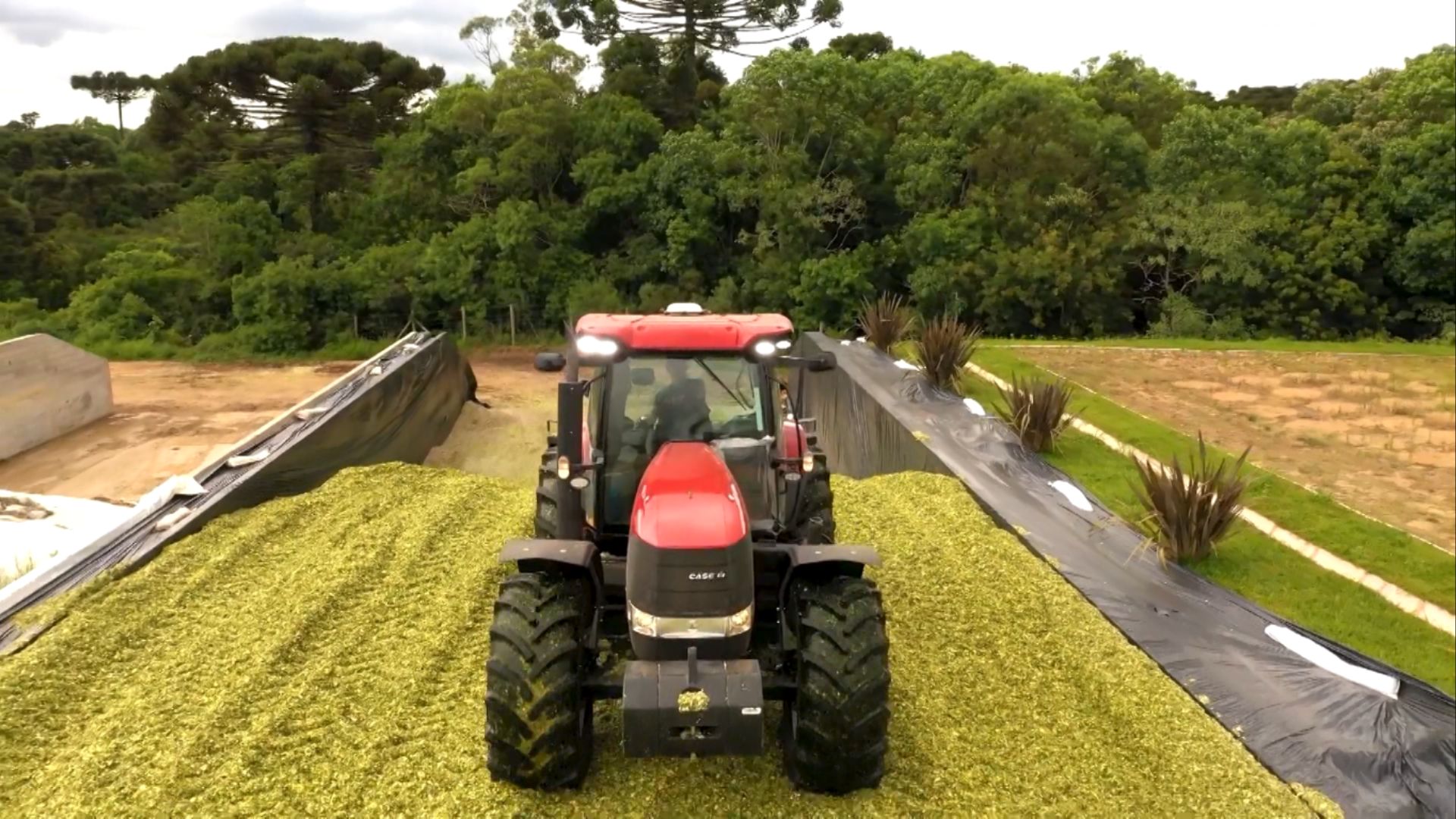 Silagem ensacada de milho: usar inoculante é investimento certo para pecuaristas