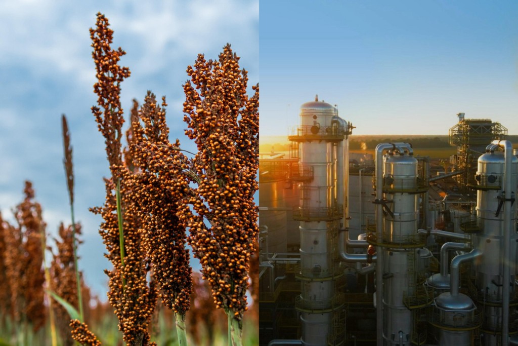 Produção de sorgo cresce e ganha protagonismo para mercado de biocombustíveis na Bahia