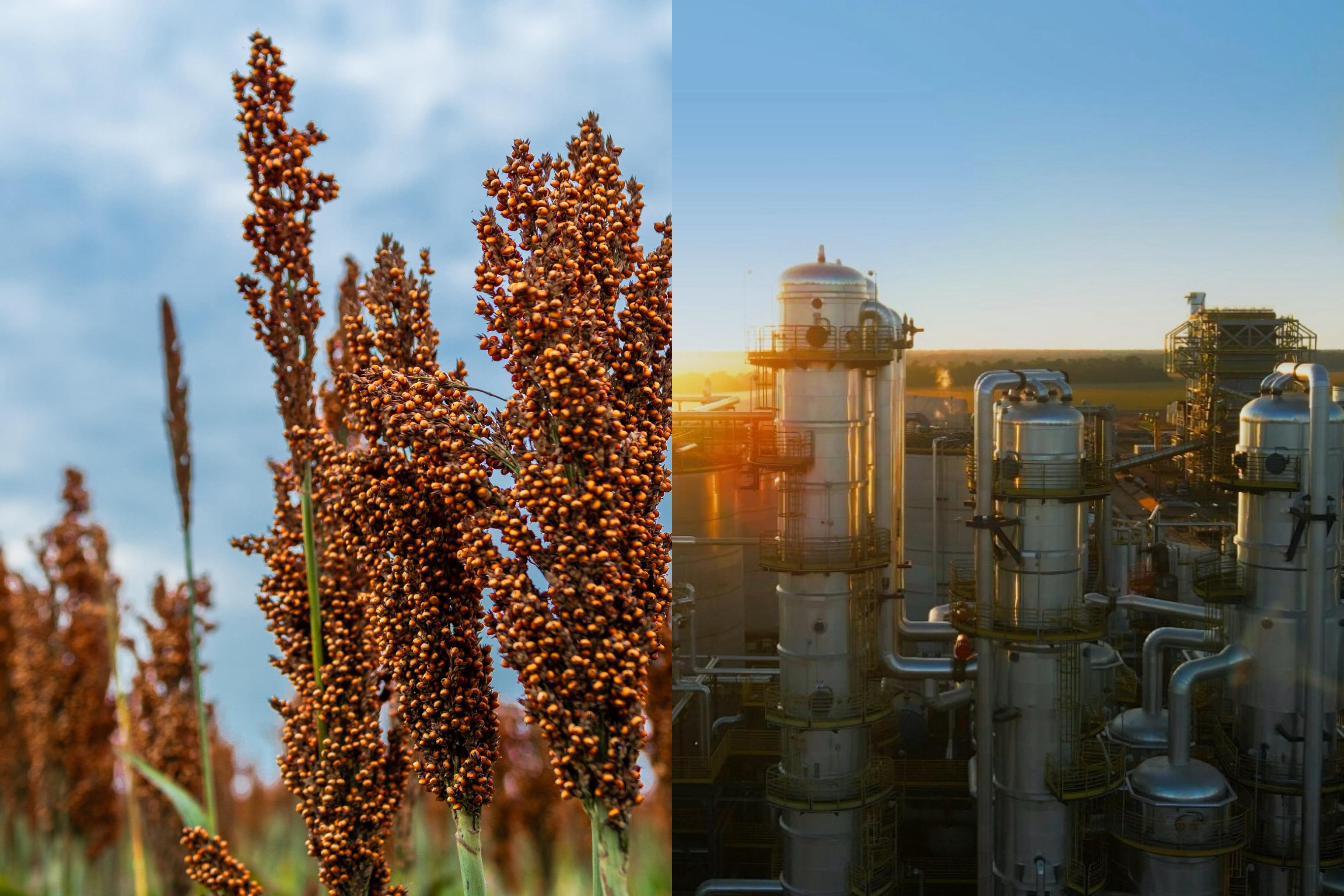 Produção de sorgo cresce e ganha protagonismo para mercado de biocombustíveis na Bahia