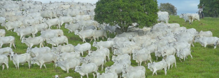 sustentabilidade na fazenda EAO