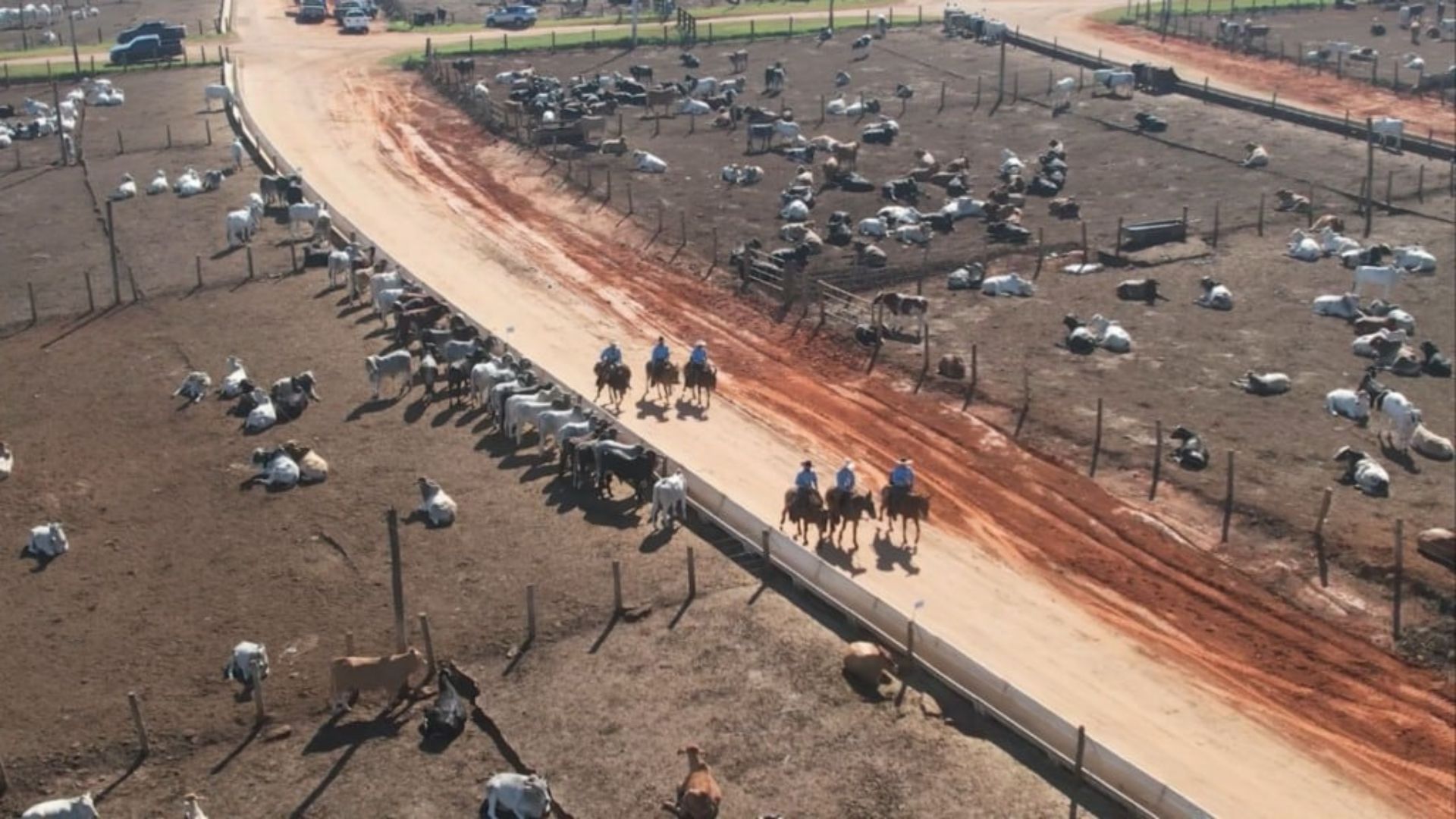 Custo da alimentação do boi confinado cai em Goiás e São Paulo