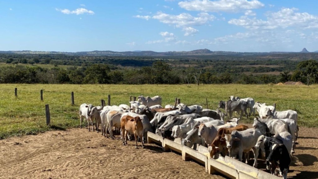 TIP rotacionado ou contínuo: qual estratégia entrega mais lucro no pasto?