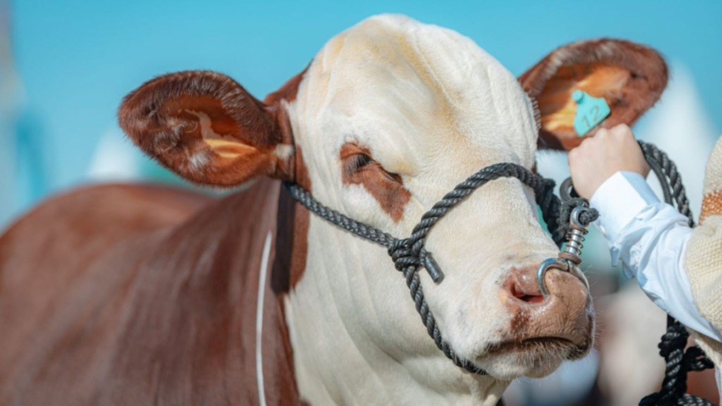 Touro braford em áreas quentes: este é o guia para ele cobrir vacas nelore a campo Touro braford em áreas quentes: este é o guia para ele cobrir vacas nelore a campo