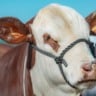 Touro braford em áreas quentes: este é o guia para ele cobrir vacas nelore a campo