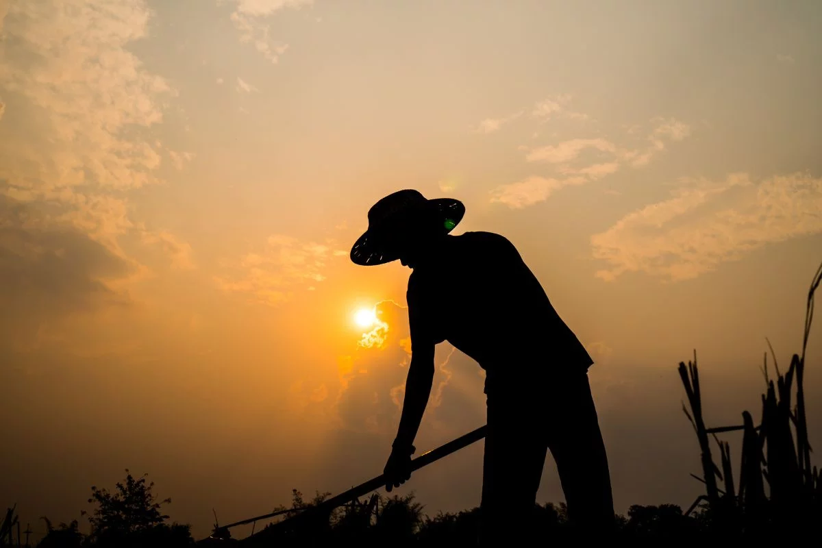 Renda na agropecuária sobe 6,5% no trimestre, aponta IBGE