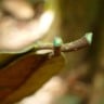 Planta hiperacumuladora de metais