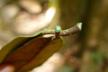Planta que ‘come’ metal pode ser solução para solos contaminados
