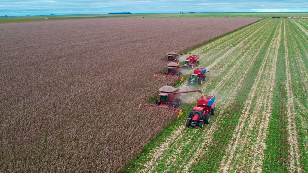 milho, produtividade, safra, cereal