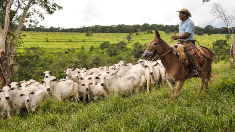 Conheça os dados do estudo que comprovam o potencial da inseminação artificial para impulsionar a produção de leite e carne com menor impacto ambiental. Assista ao vídeo