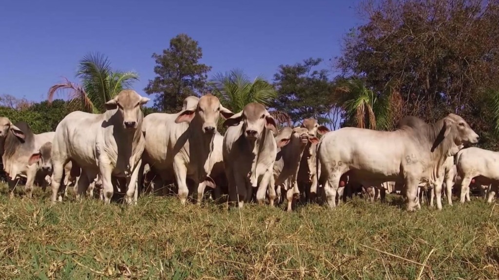 Da seleção ao lucro: a genética Tabapuã é a chave para a pecuária do Nordeste